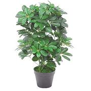 Sztuczne drzewka - Leaf sztuczna roślina arboricola (Umbrella Tree), czarna plastikowa doniczka, ciemny busz, 55 cm - miniaturka - grafika 1