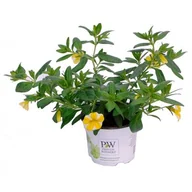 Kwiaty doniczkowe - Calibrachoa Superbells® niebieski wys. 30 cm don. 10 cm - miniaturka - grafika 1