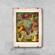 Plakaty - Plakat retro do salonu Actiniae Haeckel Ernst - miniaturka - grafika 1