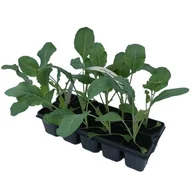 Kwiaty doniczkowe - Brokuł 10-pak - miniaturka - grafika 1