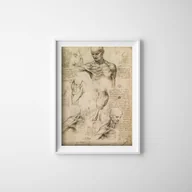 Plakaty - Plakat do pokoju Da Vinci Mięśnie - miniaturka - grafika 1