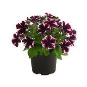 Kwiaty doniczkowe i cięte - Petunia "Miss Marvelous" - miniaturka - grafika 1