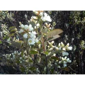 Kwiaty doniczkowe - Świdośliwa C5 - miniaturka - grafika 1