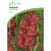Nasiona i cebule - Mieczyk Chocolate 10/12 5 szt. cebulki kwiatów Geolia - miniaturka - grafika 1