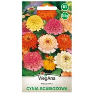 Nasiona i cebule - Cynia scabiozowa mieszanka nasiona 0,5g - WegAna - miniaturka - grafika 1