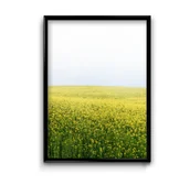 Obrazy i zdjęcia - Plakat Rzepak - miniaturka - grafika 1