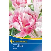 Nasiona i cebule - Cebule tulipanów Gefüllte späte Tulpe Finola - miniaturka - grafika 1