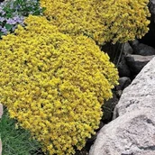Nasiona i cebule - Sedum acre Rozchodnik ostry Yellow Queen 1 szt. doniczka P9 - miniaturka - grafika 1