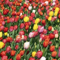 Nasiona i cebule - Tulipan Darwina polski mieszanka mix 5 szt. 10/11 cebulki tulipanów cebule - miniaturka - grafika 1