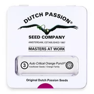 Nasiona i cebule - Nasiona konopi CBD Dutch Passion - CBD Auto Critical Orange Punch 3szt. - miniaturka - grafika 1