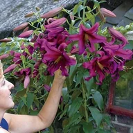 Nasiona i cebule - Lilia drzewiasta Purple Prince XXL 20/22 1 szt. cebule cebulki lilii liliei - miniaturka - grafika 1