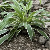 Nasiona i cebule - Hosta Funkia Sandhill Crane 1 szt. - miniaturka - grafika 1