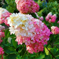 Kwiaty doniczkowe - Hortensja bukietowa 'Sundae Fraise' (Hydrangea paniculata) Doniczka 2.0L - miniaturka - grafika 1