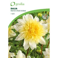 Nasiona i cebule - Dalia Paso Doble 1 szt. cebulki kwiatów Geolia - miniaturka - grafika 1