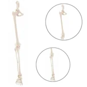 Akcesoria medyczne - Model kończyny dolnej człowieka ze stawem biodrowym Erler Zimmer - miniaturka - grafika 1