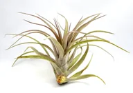 Kwiaty doniczkowe - Tillandsia MULTIFLORA XL~15 cm - miniaturka - grafika 1