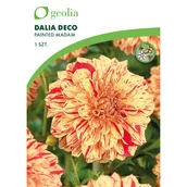 Nasiona i cebule - Dalia dekoracyjna Painted Madam 1szt. cebulki kwiatów Geolia - miniaturka - grafika 1