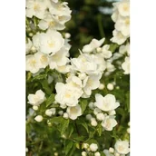 Kwiaty doniczkowe i cięte - Jaśminowiec 'Innocence' - miniaturka - grafika 1