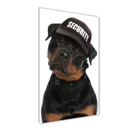 Obrazy i zdjęcia na płótnie - Foto obraz na szkle pionowy Rottweiler w czapce - miniaturka - grafika 1