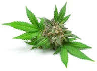 Akcesoria jeździeckie - EQUIHERBS Olej konopny 1L - miniaturka - grafika 1