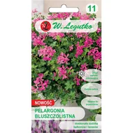 Nasiona i cebule - PELARGONIA BLUSZCZOLISTNA fioletowa NASIONA p. 12153959 - miniaturka - grafika 1
