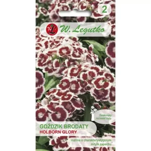 Goździk brodaty Holborn Glory purpurowo-czerwony 0.50g - Nasiona i cebule - miniaturka - grafika 1