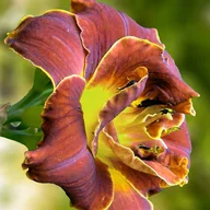 Nasiona i cebule - Hemerocallis Liliowiec Dark 1 szt. - miniaturka - grafika 1