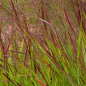 Trawy i trawniki - Proso rózgowate 'Sangria' Czerwona trawa (Panicum virgatum) Doniczka 2.0L - miniaturka - grafika 1