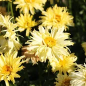 Nasiona i cebule - Złocień wielki ’Goldfinch’ - miniaturka - grafika 1