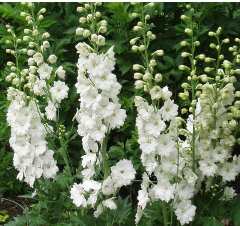 kwiatydonice Ostróżka - Delphinium 'Pacific Giant Galahard'