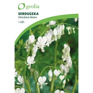 Serduszka okazała Alba 1szt. cebulki kwiatów Geolia - Nasiona i cebule - miniaturka - grafika 1