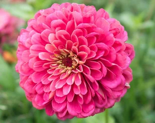 CYNIA DALIOWA ILLUMINATION 1 GRAM NASION - Nasiona i cebule - miniaturka - grafika 1