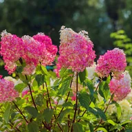 Kwiaty doniczkowe - Hortensja bukietowa 'Vanille Fraise' (Hydrangea paniculata) Doniczka 2.0L - miniaturka - grafika 1