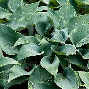 Hosta Funkia zielono-srebrna - Nasiona i cebule - miniaturka - grafika 1