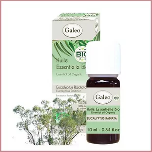 Galeo, Olejek eteryczny BIO z eukaliptusa australijskiego, 10 ml - Aromaterapia - miniaturka - grafika 1