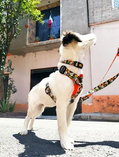 Dingo Szelki dwupaskowe Guard City - Chiapas rozmiar S - Szelki dla psów - miniaturka - grafika 2