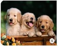 Zabawki kreatywne - Diamentowa mozaika - Trzy pieski - miniaturka - grafika 1