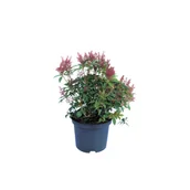 Kwiaty doniczkowe - Pieris japoński, wys.35-45 cm, don.2 l - miniaturka - grafika 1