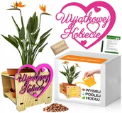 Nasiona i cebule - STRELICJA Zestaw do uprawy PREZENT Dzień Kobiet - miniaturka - grafika 1