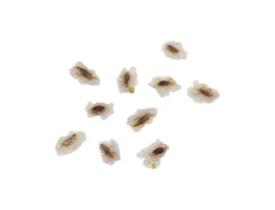 Nasiona Paulownia Cesarska drzewko szczęścia - Nasiona i cebule - miniaturka - grafika 1