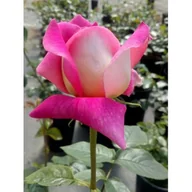 Kwiaty doniczkowe - Róża krzaczasta mix odmian i kolorów C3 - miniaturka - grafika 1