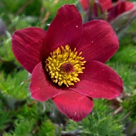 Nasiona i cebule - Sasanka zwyczajna 'Röde Klokke/Rote Glocke' (Pulsatilla vulgaris) Poj. P9 - miniaturka - grafika 1