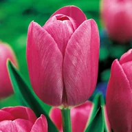 Nasiona i cebule - Tulipan Różowy 30 szt cebulki tulipanów Tulipany - miniaturka - grafika 1