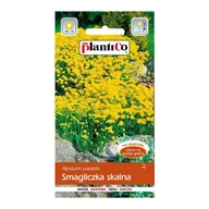 Nasiona i cebule - Smagliczka skalna - miniaturka - grafika 1