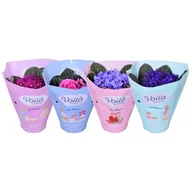 Kwiaty doniczkowe - Sępolia - miniaturka - grafika 1