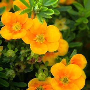 Pięciornik krzewiasty 'Mango Tango' (Potentilla fruticosa) Doniczka 3.0L - Kwiaty doniczkowe - miniaturka - grafika 1