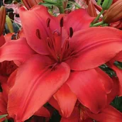 Nasiona i cebule - Lilia azjatycka Red Highland 1 szt. cebule cebulki lilii lilie - miniaturka - grafika 1