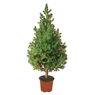 Choinki - Świerk Conica doniczka C-3 50 - 60 cm - miniaturka - grafika 1