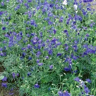 Nasiona i cebule - Delphinium Ostróżka Blauer Zwerg 1 szt. doniczka P9 - miniaturka - grafika 1