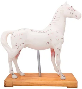 Model do akupunktury weterynaryjnej - KOŃ - dwustronna formuła - oznaczenie punktów akupunkturowych oraz mięśni i narządów wewnętrznych (D028) - Meble i wyposażenie gabinetów medycznych - miniaturka - grafika 1